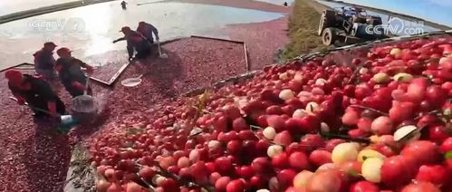 多地特色農(nóng)產(chǎn)品迎來采收季 產(chǎn)銷兩旺 串 起致富路